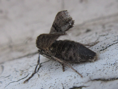 Operophtera relegata