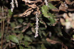 Garrya elliptica