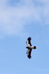 Daptrius carunculatus