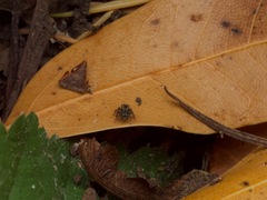 Mexigonus morosus