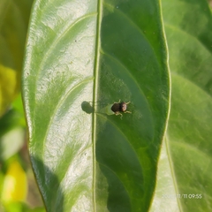 Oplodontha rubrithorax