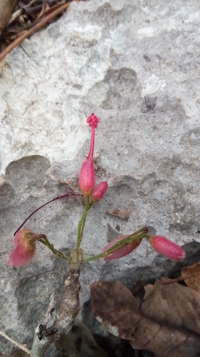 Helicteropsis microsiphon image