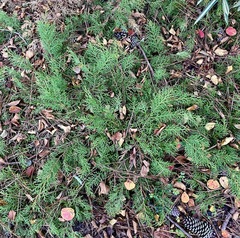 Microbiota decussata