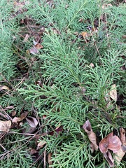 Microbiota decussata