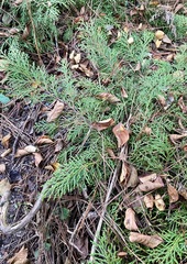 Microbiota decussata