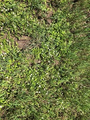 Phyla nodiflora minor