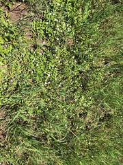 Phyla nodiflora minor