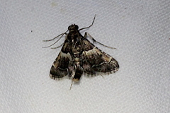 Persicoptera iochyta