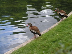 Dendrocygna autumnalis