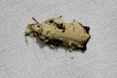 Tonica effractella