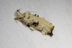 Tonica effractella