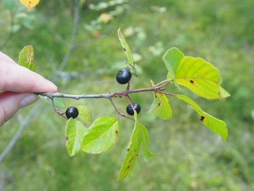 Buckthorn Bent-wing