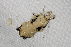 Tonica effractella