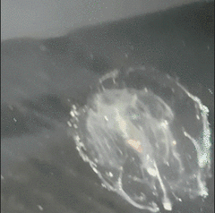 Bolinopsis microptera