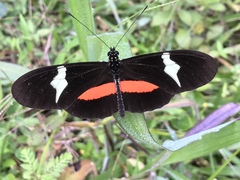 Heliconius clysonymus