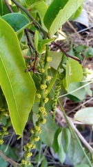 Sclerocroton melanostictus image