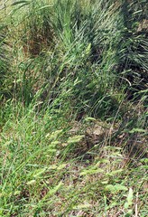 Dactylis glomerata glomerata