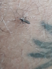Stegomyia