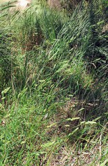 Dactylis glomerata glomerata