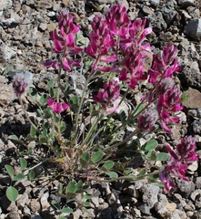 Hedysarum argyrophyllum