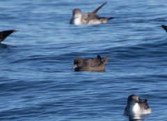 Ardenna tenuirostris