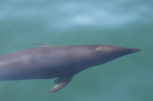 Northern Right Whale Dolphin