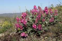 Hedysarum argyrophyllum