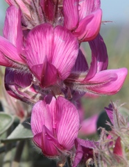 Hedysarum argyrophyllum