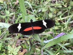 Heliconius clysonymus