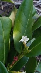 Mascarenhasia
