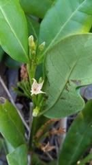 Mascarenhasia
