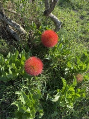Scadoxus multiflorus multiflorus