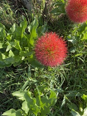 Scadoxus multiflorus multiflorus
