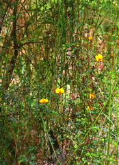 Bossiaea cordigera