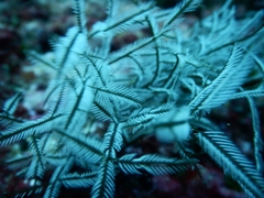 Macrorhynchia philippina