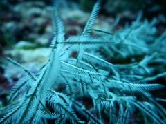 Macrorhynchia philippina