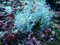 Macrorhynchia philippina