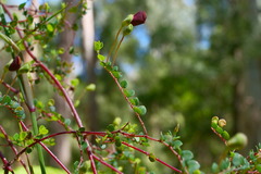Bossiaea cordigera