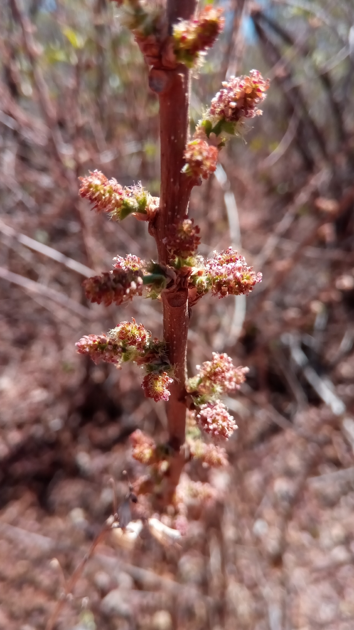 Acalypha boinensis Leandri