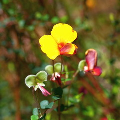 Bossiaea cordigera