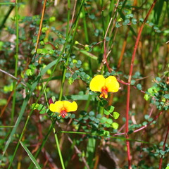 Bossiaea cordigera