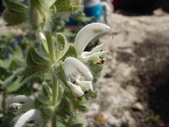 Salvia dominica