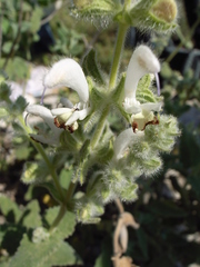 Salvia dominica