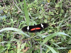 Heliconius clysonymus