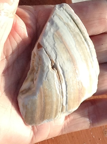 Pismo Clam