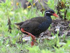 Gallirallus okinawae
