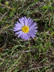 Brachyscome rigidula