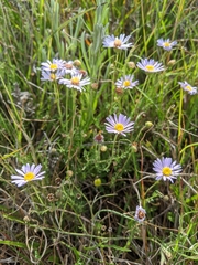 Brachyscome rigidula