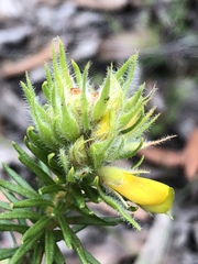 Phyllota grandiflora