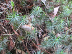 Dawsonia